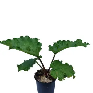 Rabarber 'Goliath' (Rheum rhabarbarum)