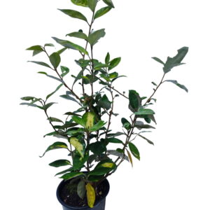 Sølvblad 'Limelight' Elaeagnus ebbingei