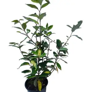 Sølvblad 'Limelight' Elaeagnus ebbingei
