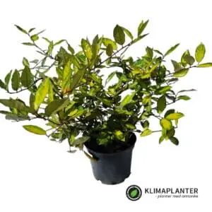 Elaeagnus pungens 'Maculata' gulbroget sølvblad