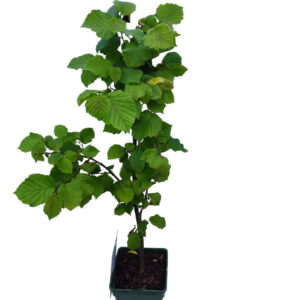 Storfrugtet Hassel Rød zellernød Øko