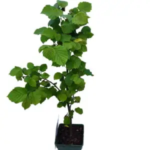 Storfrugtet Hassel Rød zellernød Øko