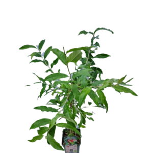 Skærmsælvblad Elaeagnus umbellata Amoroso