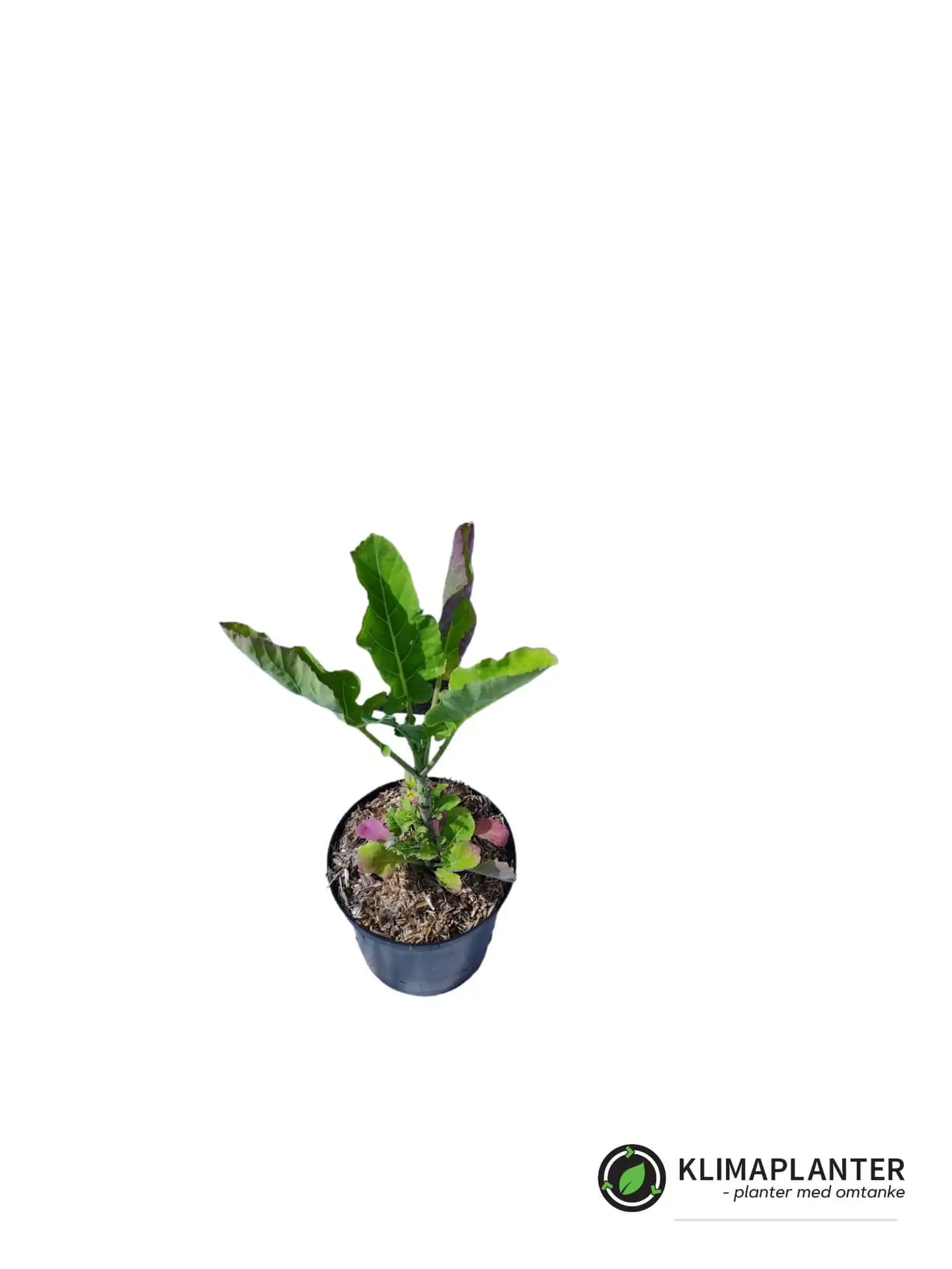 Flerårig grønkål 'Chou Daubenton'