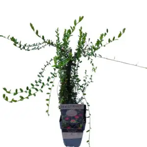 Tranebær 'Early Black' (Vaccinium macrocarpon)