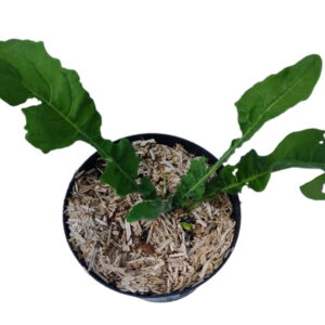 Takkeklap bunias orientalis