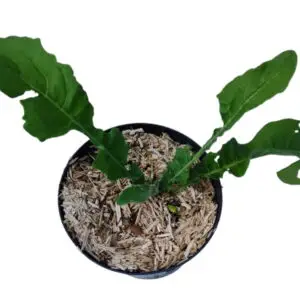 Takkeklap bunias orientalis