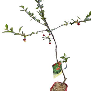 Dværgkirsebær ‘Carmine Jewel’ (Prunus Fruticosa)