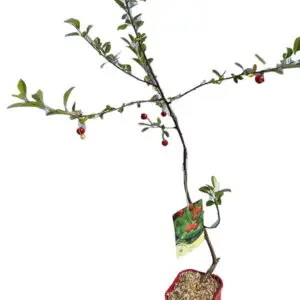 Dværgkirsebær ‘Carmine Jewel’ (Prunus Fruticosa)