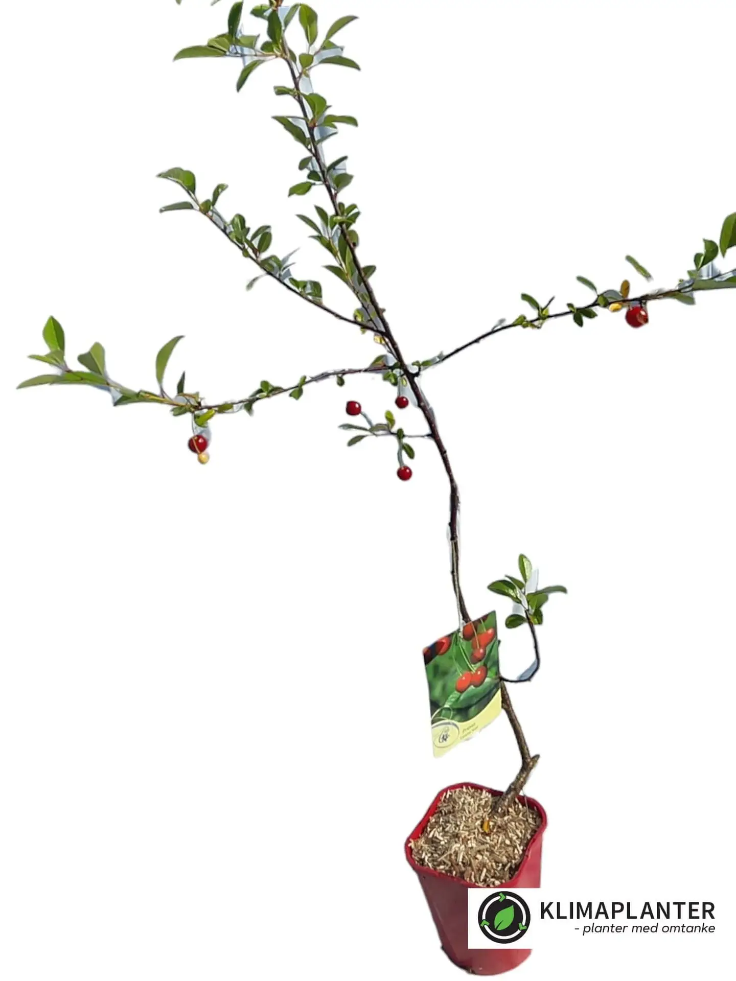 Dværgkirsebær ‘Carmine Jewel’ (Prunus Fruticosa)