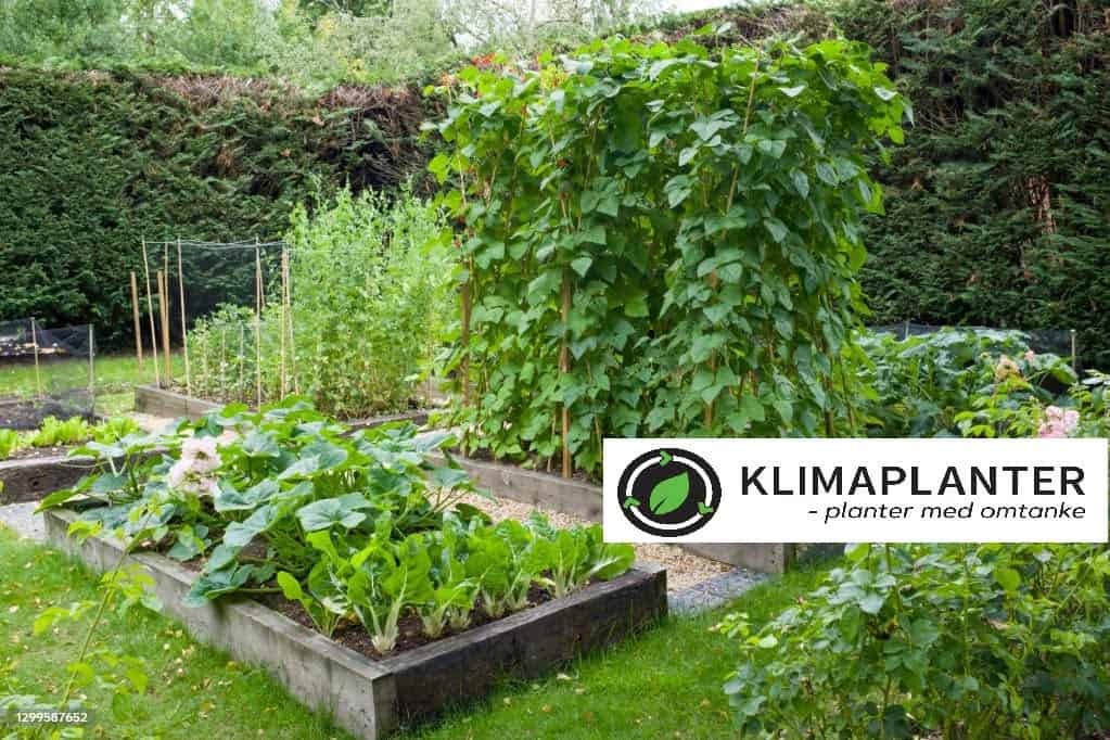 grønne oaser til institutioner