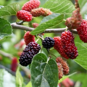 Morbær 'Illinois Everbearing' (Morus alba x Morus rubra)