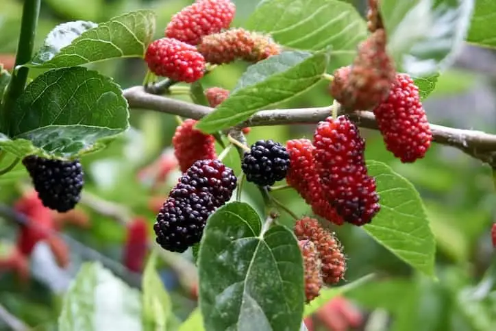 Morbær 'Illinois Everbearing' (Morus alba x Morus rubra)