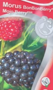 mojoberry
