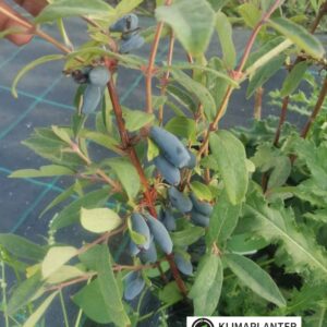 Honnigbær majbær haskap Vostorg