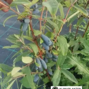 Honnigbær majbær haskap Vostorg