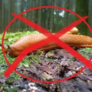 Nematoder mod snegle biologisk bekæmpelse