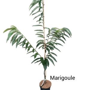 Ægte kastanje 'Marigoule' (Castanea sativa) 2m høj