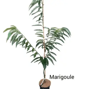 Ægte kastanje 'Marigoule' (Castanea sativa) 2m høj
