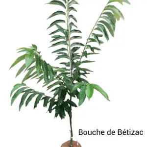 kastanje/spisekastanke Castanea sativa 'Bouche de Bétizac' 2m høj