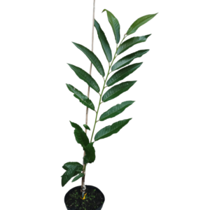 Ægte kastanje 'Marigoule' (Castanea sativa) Spise kastanje 60-80cm