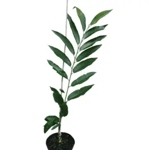 Ægte kastanje 'Marigoule' (Castanea sativa) Spise kastanje 60-80cm