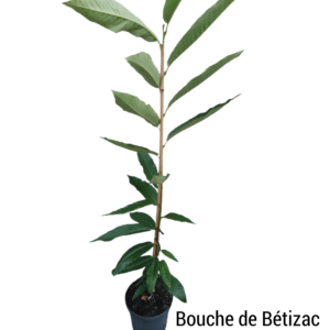 Ægte kastanje ‘Bouche de Bétizac’ (Castanea sativa)