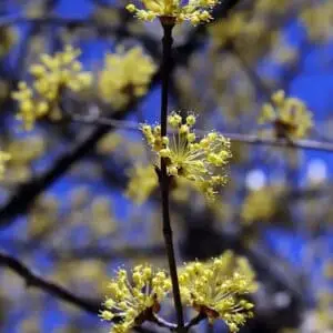 Kirsebærkornel ‘Kasanlaker’ (Cornus mas)