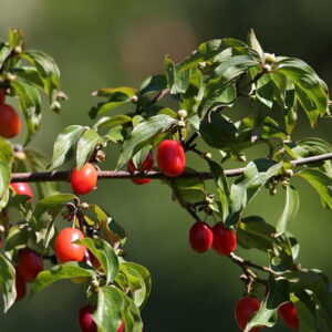 Kirsebærkornel 'Kasanlaker' (Cornus mas)