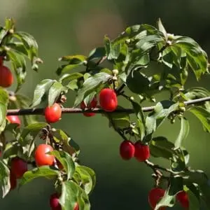 Kirsebærkornel 'Kasanlaker' (Cornus mas)