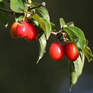 en er kendt for sine usædvanligt store frugter, der kan blive op til 3 cm lange.