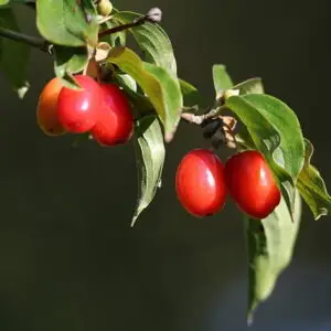 en er kendt for sine usædvanligt store frugter, der kan blive op til 3 cm lange.