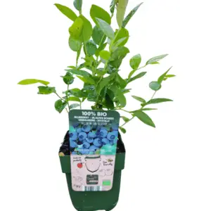 Blåbær 'Bluecrop' (Vaccinium corymbosum)