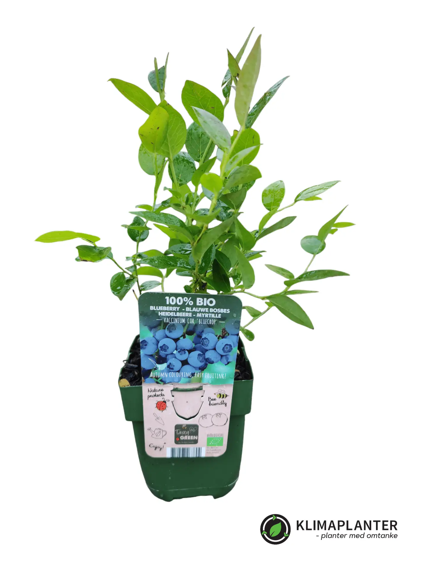 Blåbær 'Bluecrop' (Vaccinium corymbosum)