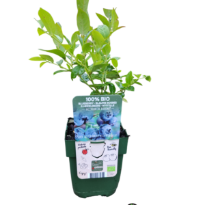 Blåbær 'Blueroma' (Vaccinium corymbosum)