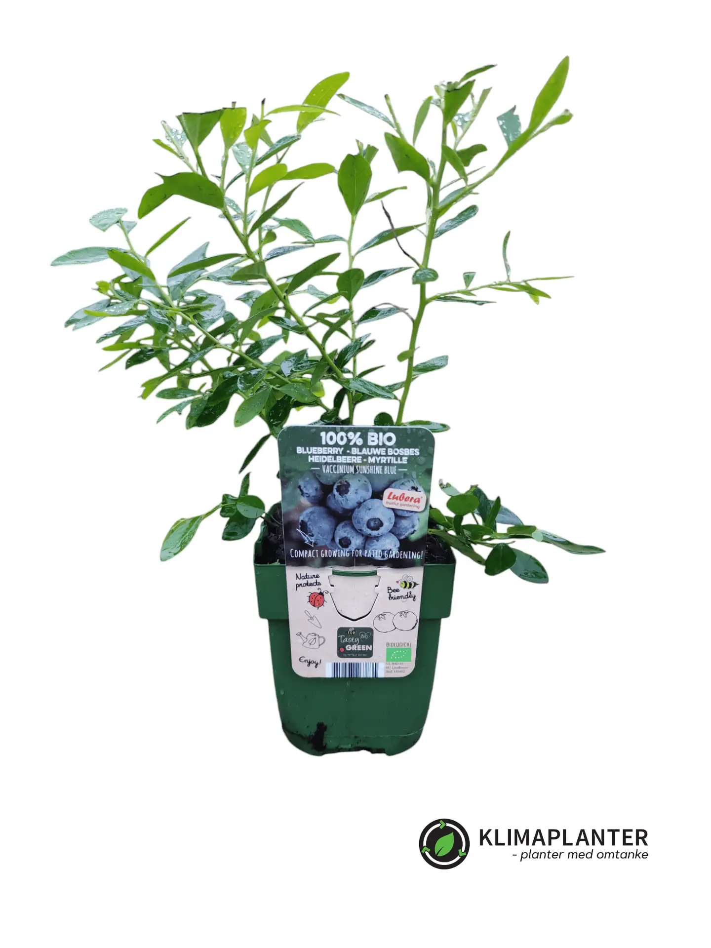 Blåbær 'Sunshine blue' (Vaccinium corymbosum)