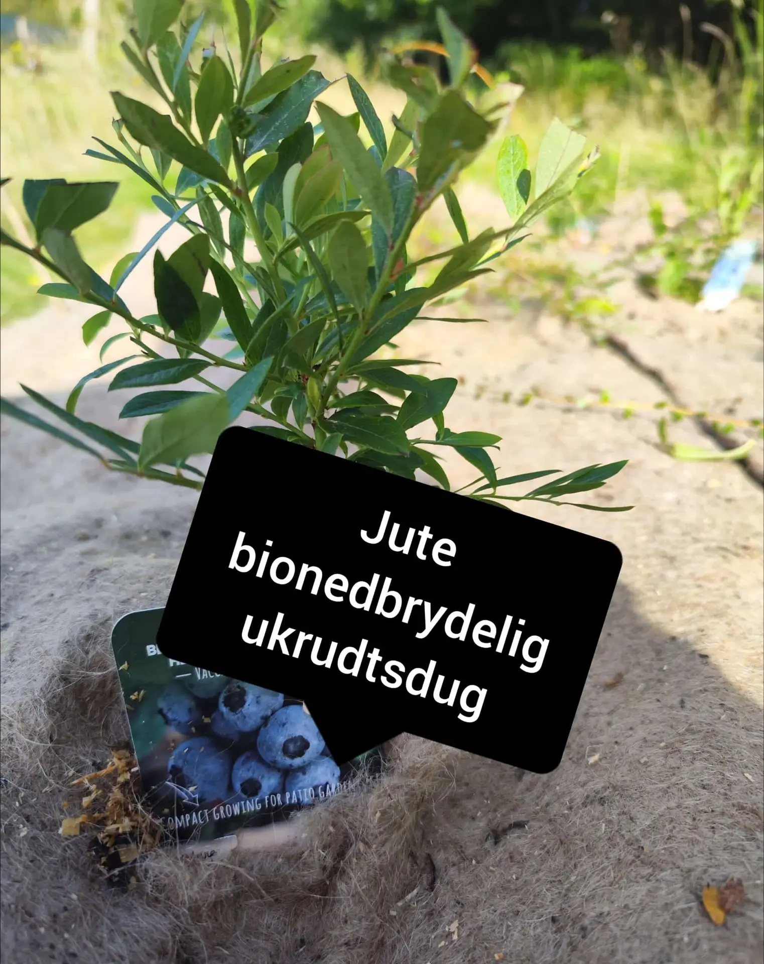 Bionedbrydelig Ukrudtsdug af Jute – 100% Økologisk og Organisk (800g/m²)