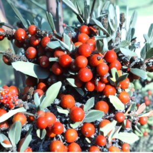 Bøffelbær (Shepherdia argentea)