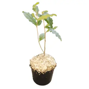 Skærmsølvblad Elaeagnus umbellata Sweet’n Sour