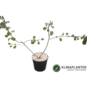 Japansk kvæde 'Cido' (Chaenomeles japonica)