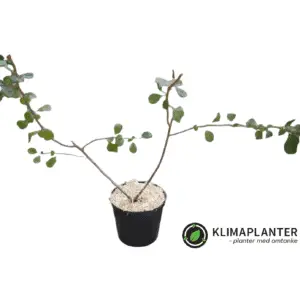 Japansk kvæde 'Cido' (Chaenomeles japonica)