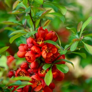 Chaenomeles japonica