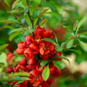 Chaenomeles japonica