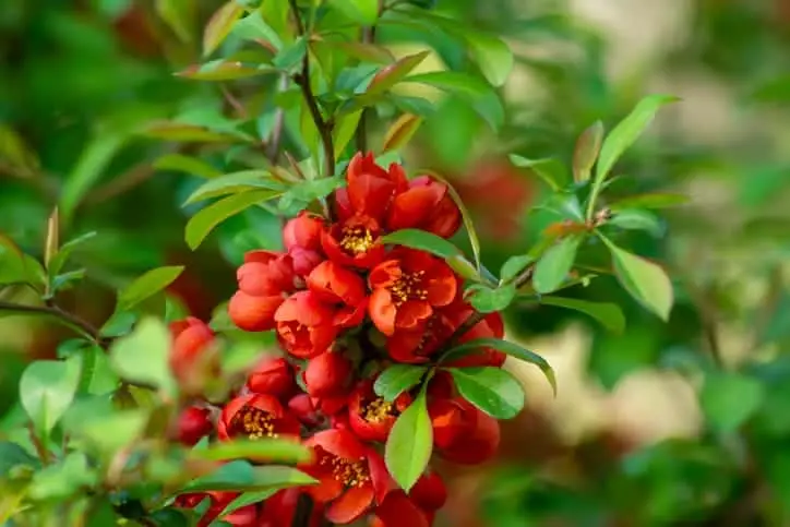 Beautiful red petals of the quince inflorescence Chaenomeles japonica
