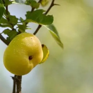 Chaenomeles japonica