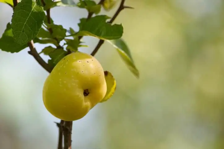 Japansk kvæde 'Sargentii' (Chaenomeles japonica)