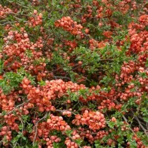 Flowering quince in Spring