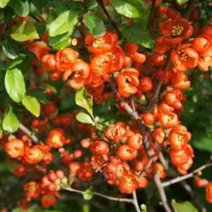 Chaenomeles japonica red flowers with green