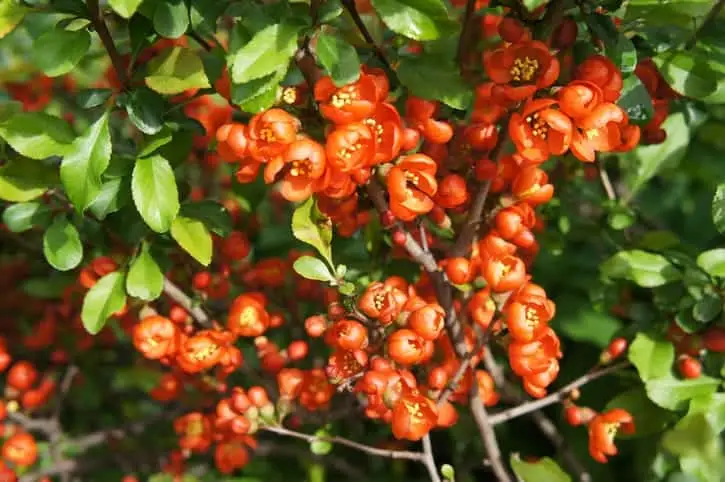 Chaenomeles japonica red flowers with green Chaenomeles japonica red flowers with green