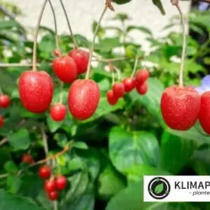 Elaeagnus multiflora skærmsølvblad goumi